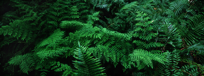 MOD06-4PLA Fern, NPS Photo, B