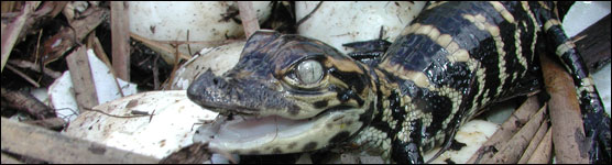 Alligator Hatchling
