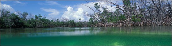 Mangrove Shorline of Biscayne National Park