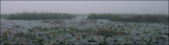 Rainfall at an Everglades Wet Prairie-Slough in WCA 3