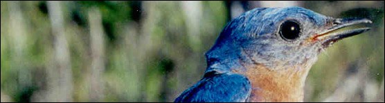 Closeup of Eastern Bluebird