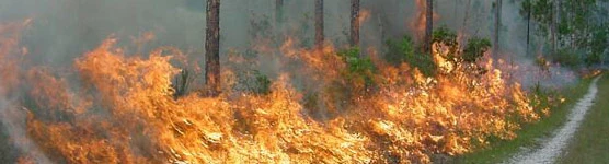 Fire in the Pinelands