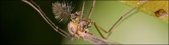 Closeup of Midge