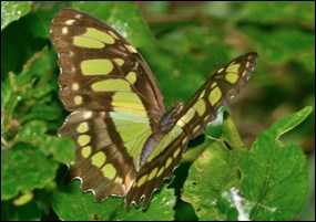 Malachite