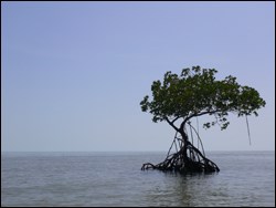 Mangrove tree island in the Ten Thousand Islands
