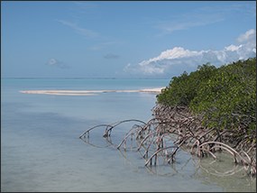 Mangroves growing along the edge of Florida Bay