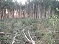 Partially cut and cleared melaleuca stand Partially cut and cleared melaleuca stand