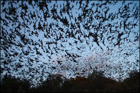Brazilian Free-Tailed Bat - Everglades National Park (U.S. National Park Service)
