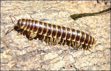 Insects Spiders Centipedes Millipedes Everglades National