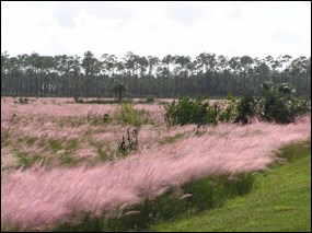 Muhly grass in bloom