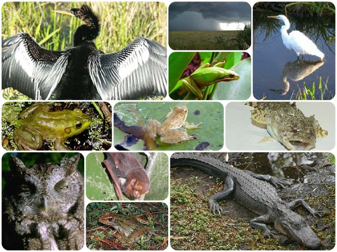 Name That Tune: Everglades Edition - Everglades National Park (.  National Park Service)