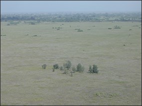 Australian pines encroaching on Cape Sable seaside sparrow habitat in the East Everglades