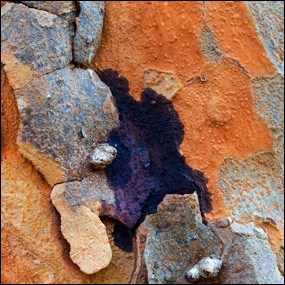 Poisonwood