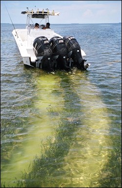 Propeller scarring of seagrass