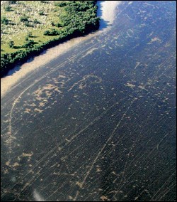 Aerial view of propeller scars off Garfield Bight