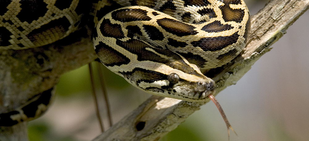 Burmese Python - Everglades National Park (U.S. National Park Service)