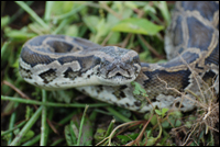 burmese nps pythons