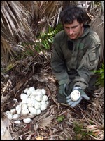 Researcher with Burmese python eggs