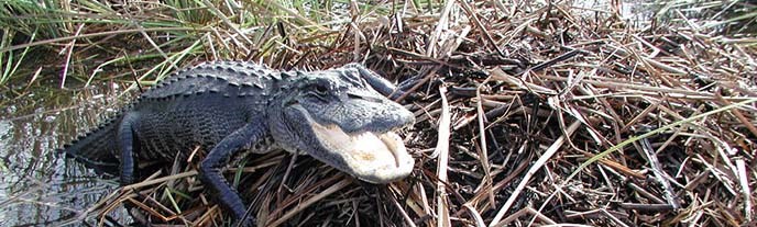 REP Alligator on Nest (3), NPSPhoto, Lori Oberhofner, 2005
