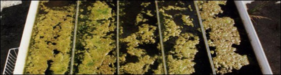 Periphyton Growth