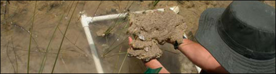 Periphyton in an Everglades Marl Prairie