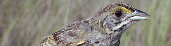 Cape Sable Seaside Sparrow