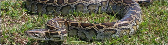 Burmese Python in the Grass