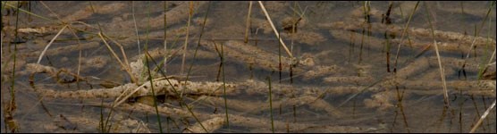 Periphyton Floating in the Everglades