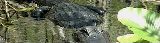 Large Alligator Partially Submerged