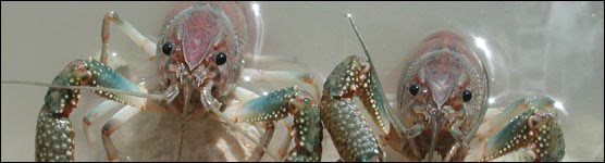 Two Crayfish