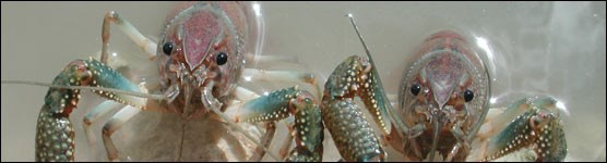 Two Crayfish in the Water