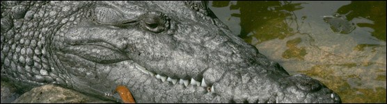 American Crocodile