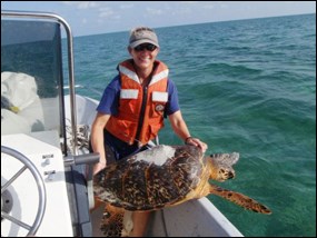 Releasing a tagged sea turtle back into the sea