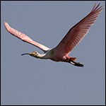 Roseate spoonbill in flight