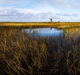SSG East_Everglades, NPS Photo, B