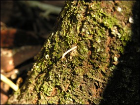 Sign of ambrosia beetle infestation
