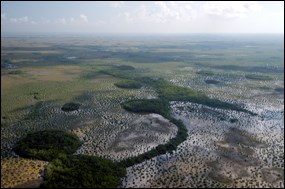 Transition from sawgrass to coastal habitat