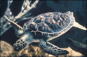 Sea turtle Sea turtle