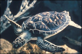 Sea turtle swimming