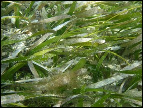 Seagrass