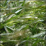 Seagrass