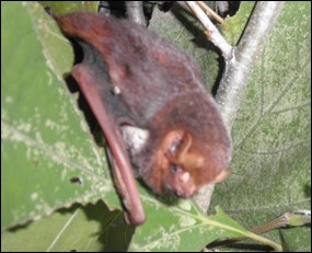 Male Seminole bat Male Seminole bat