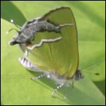 Silver-banded hairstreak