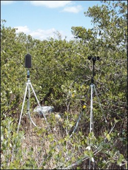North Nest Key acoustic monitoring site