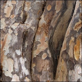 Soldierwood