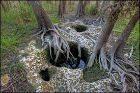 Tree roots growing into a solution hole