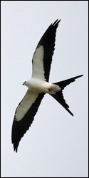 Swallow-tailed Kite