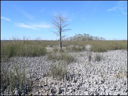 Taylor Slough during the winter dry season