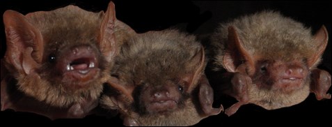 Three little bat faces