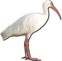 White Ibis